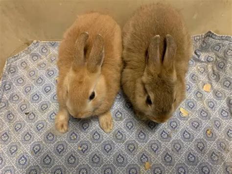 read more. . Bunnies for sale richmond va